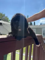Max , a male Bernese Mountain Dog and Goldendoodle for sale in Apple Valley, MN – 1 of 5