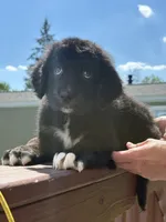 Coco, a male Bernese Mountain Dog and Goldendoodle for sale in Apple Valley, MN – 2 of 4