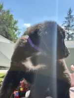 Kira, a female Bernese Mountain Dog and Goldendoodle for sale in Apple Valley, MN – 3 of 5