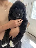 Max , a male Bernese Mountain Dog and Goldendoodle for sale in Apple Valley, MN – 3 of 5