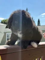 Bruno , a male Bernese Mountain Dog and Goldendoodle for sale in Apple Valley, MN – 2 of 6