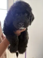 Max , a male Bernese Mountain Dog and Goldendoodle for sale in Apple Valley, MN – 5 of 5