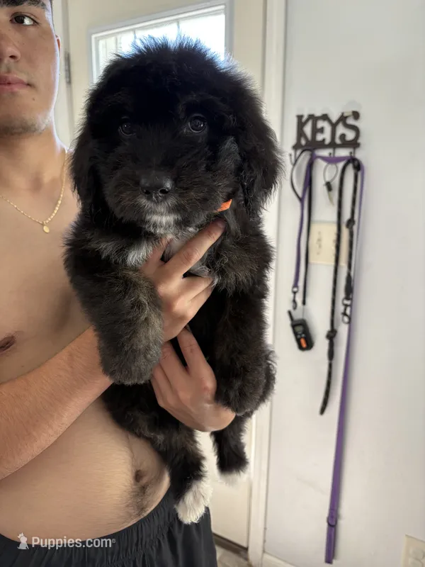 Bruno  – Bernese Mountain Dog, Goldendoodle puppy for sale in Apple Valley, MN
