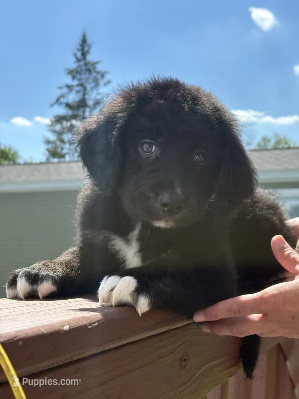 Coco – Bernese Mountain Dog, Goldendoodle puppy for sale in Apple Valley, MN