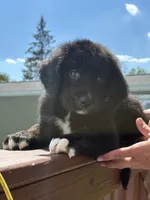 Coco, a male Bernese Mountain Dog and Goldendoodle for sale in Apple Valley, MN – 1 of 4