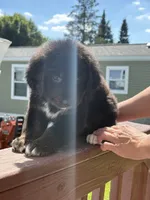 Kira, a female Bernese Mountain Dog and Goldendoodle for sale in Apple Valley, MN – 5 of 5