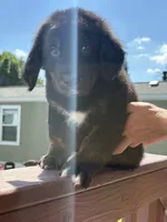 Rocky, a male Bernese Mountain Dog and Goldendoodle for sale in Apple Valley, MN – 2 of 4