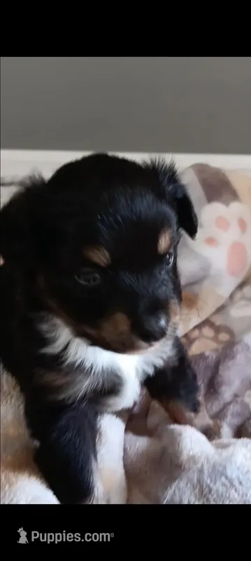 Sandy – Toy Australian Shepherd puppy for sale in Owensboro, KY