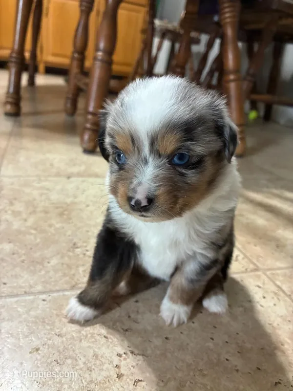 Biscuit – Toy Australian Shepherd puppy for sale in Owensboro, KY