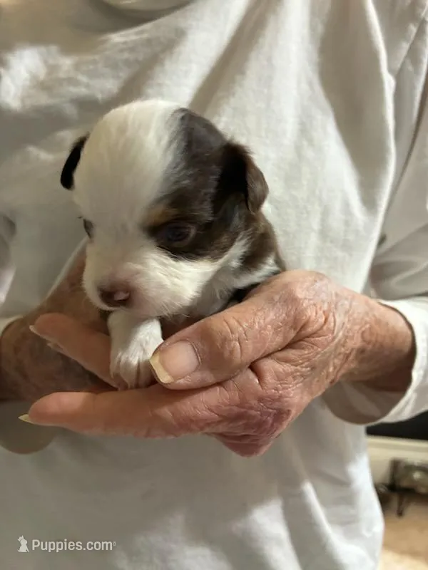 Cuddles – Toy Australian Shepherd puppy for sale in Owensboro, KY