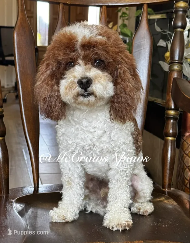 Akc Jody – Poodle - Miniature  puppy for sale in Hesperia, CA