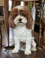 Akc Jody, a male Poodle - Miniature  for sale in Hesperia, CA – 1 of 3