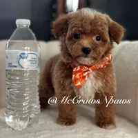 Pretty girl, a female Poodle - Toy  for sale in Hesperia, CA – Photo 6 of 7