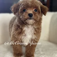 Pretty girl, a female Poodle - Toy  for sale in Hesperia, CA – Photo 4 of 7