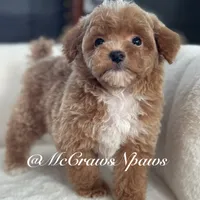 Pretty girl, a female Poodle - Toy  for sale in Hesperia, CA – Photo 7 of 7