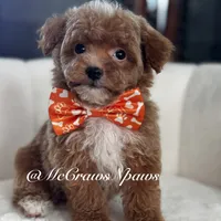 Pretty girl, a female Poodle - Toy  for sale in Hesperia, CA – Photo 3 of 7