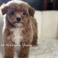 Pretty girl, a female Poodle - Toy  for sale in Hesperia, CA – Photo 5 of 7