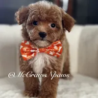 Pretty girl, a female Poodle - Toy  for sale in Hesperia, CA – Photo 2 of 7