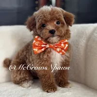 Pretty girl, a female Poodle - Toy  for sale in Hesperia, CA – Photo 1 of 7