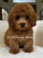 Sam, a male Maltipoo for sale in Hesperia, CA – 5 of 9