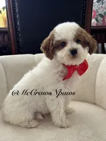 King, a male Cavapoo for sale in Hesperia, CA – 4 of 8
