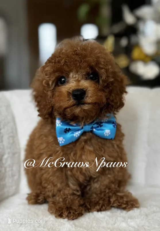 Sam – Maltipoo puppy for sale in Hesperia, CA