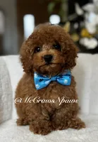 Sam, a male Maltipoo for sale in Hesperia, CA – 1 of 9