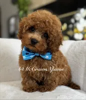 Sam, a male Maltipoo for sale in Hesperia, CA – 4 of 9
