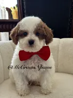 King, a male Cavapoo for sale in Hesperia, CA – 2 of 8