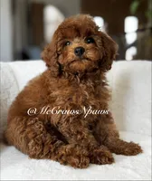 Big red, a male Maltipoo for sale in Hesperia, CA – 3 of 7