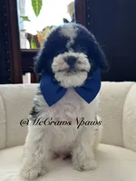 Larry, a male Cavapoo for sale in Hesperia, CA – 4 of 6