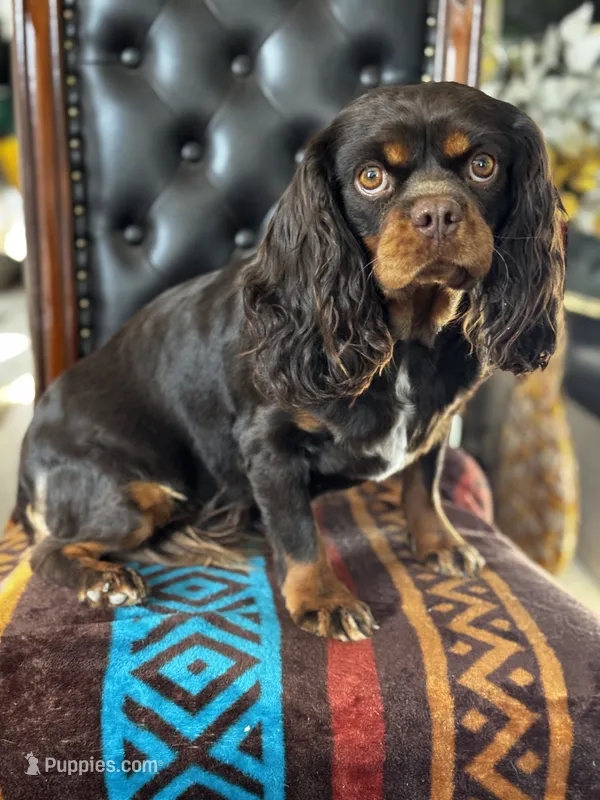 AKC Chrissy – Cavalier King Charles Spaniel puppy for sale in Hesperia, CA