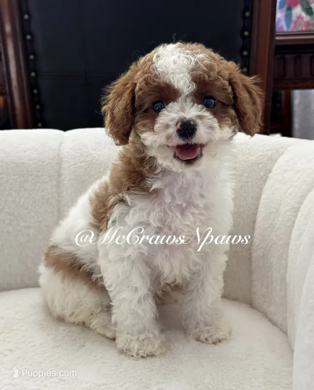 Summer – Cavapoo puppy for sale in Hesperia, CA