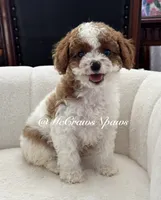Summer, a female Cavapoo for sale in Hesperia, CA – 1 of 9