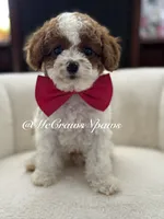 Summer, a female Cavapoo for sale in Hesperia, CA – 2 of 9