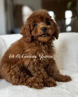 Big red, a male Maltipoo for sale in Hesperia, CA – 5 of 7