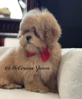 Lil daddy, a male Maltipoo for sale in Hesperia, CA – 6 of 7
