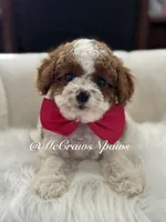 Summer, a female Cavapoo for sale in Hesperia, CA – 7 of 9