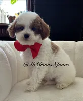 King, a male Cavapoo for sale in Hesperia, CA – 8 of 8