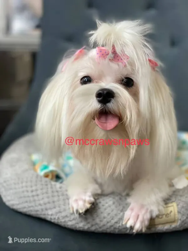  Lilly – Maltese puppy for sale in Hesperia, CA