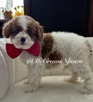 Summer, a female Cavapoo for sale in Hesperia, CA – 3 of 9