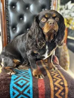AKC Chrissy, a female Cavalier King Charles Spaniel for sale in Hesperia, CA – 4 of 5