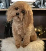 Minnie, a female Maltipoo for sale in Hesperia, CA – 3 of 4