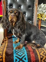 AKC Chrissy, a female Cavalier King Charles Spaniel for sale in Hesperia, CA – 2 of 5