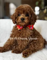 Big red, a male Maltipoo for sale in Hesperia, CA – 2 of 7