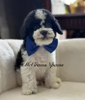 Larry, a male Cavapoo for sale in Hesperia, CA – 6 of 6