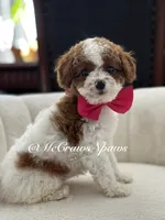 Summer, a female Cavapoo for sale in Hesperia, CA – 6 of 9