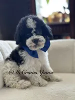 Larry, a male Cavapoo for sale in Hesperia, CA – 1 of 6