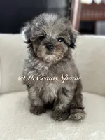 Beautiful, a female Poodle - Toy  for sale in Hesperia, CA – Photo 3 of 5