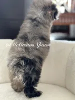 Beautiful, a female Poodle - Toy  for sale in Hesperia, CA – Photo 5 of 5